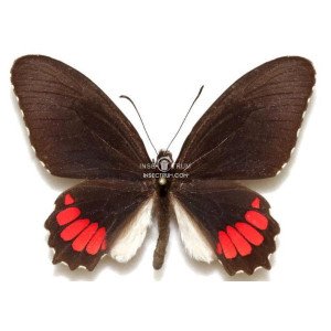 PARIDES ERITHALION TRICHOPUS